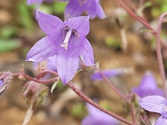 Campanula sibirica elatior