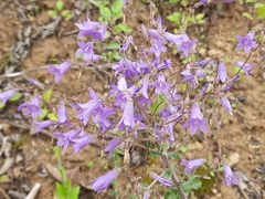 Campanula sibirica elatior