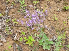 Campanula sibirica elatior