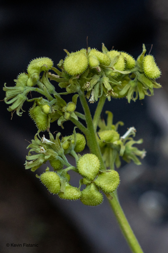 Cynoglossum occidentale
