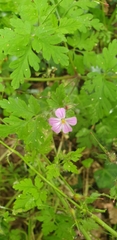 Geranium robertianum