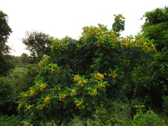 Senna surattensis