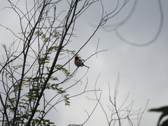 Pericrocotus erythropygius