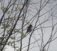 Pericrocotus erythropygius