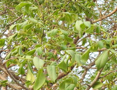 Diospyros ebenum