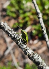 Chlorochroa juniperina