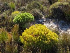 Serruria glomerata × villosa