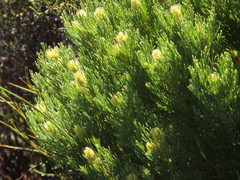 Serruria glomerata × villosa