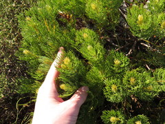 Serruria glomerata × villosa