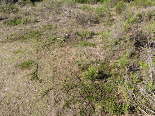Image of Hermannia angustibracteata by (c) Jeremy Gilmore, some rights reserved (CC BY)