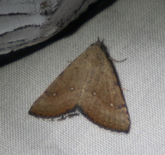 Madope auferens