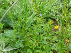 Anchusa arvensis orientalis