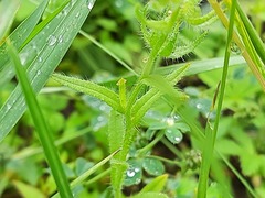 Anchusa arvensis orientalis