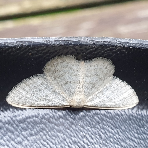 Satin Wave, 1797 SL Den Hoorn Texel, Nederland, photo 7 of 10