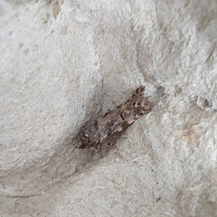Teleiopsis diffinis