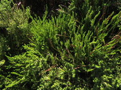 Cliffortia subsetacea