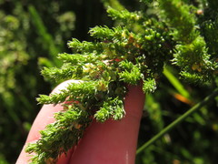 Cliffortia subsetacea