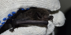 Pipistrellus javanicus