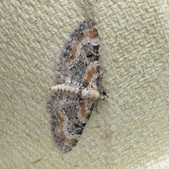 Eupithecia pulchellata