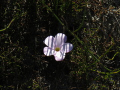 Oxalis eckloniana-nidulans