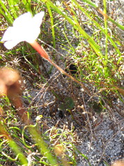 Oxalis eckloniana-nidulans