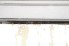 Pipistrellus javanicus