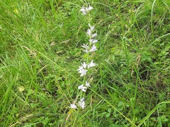Campanula rapunculus lambertiana