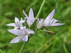Campanula rapunculus lambertiana