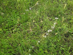 Campanula rapunculus lambertiana