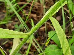 Campanula rapunculus lambertiana