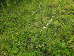 Campanula rapunculus lambertiana