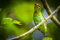 Psilopogon rubricapillus