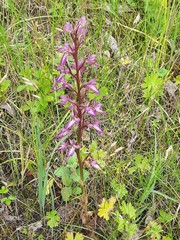 Himantoglossum formosum