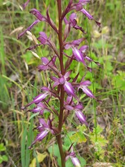Himantoglossum formosum