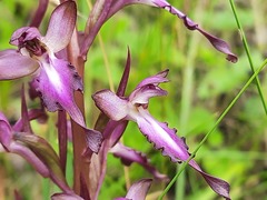 Himantoglossum formosum