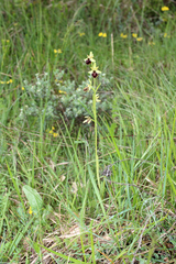 Ophrys sphegodes