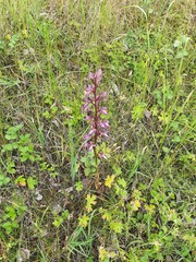 Himantoglossum formosum