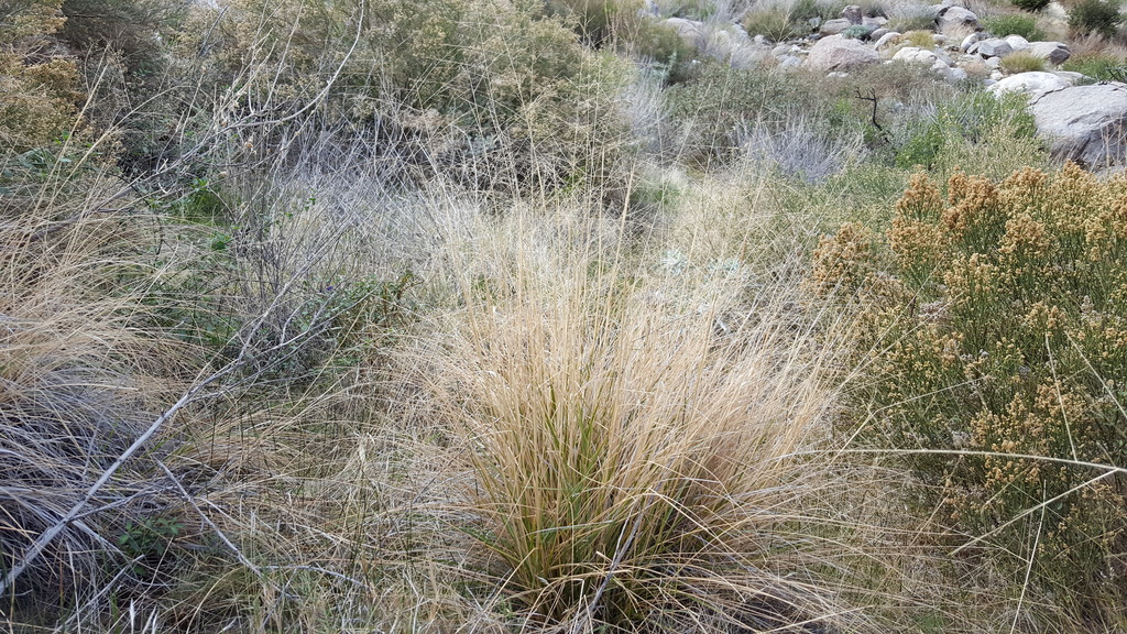 scratch grass (COSA Plants) · iNaturalist