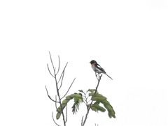 Pericrocotus erythropygius