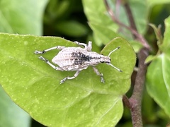 Dermatoxenus caesicollis