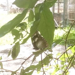 Hypolimnas anthedon anthedon