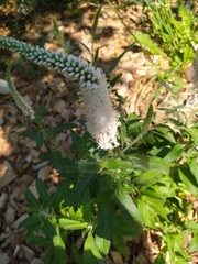 Veroniceae