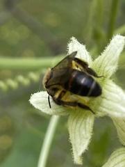 Andrena florea