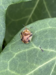 Laccoptera nepalensis