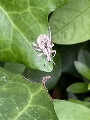 Dermatoxenus caesicollis