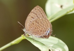 Arhopala silhetensis