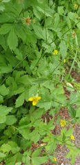 Geum urbanum