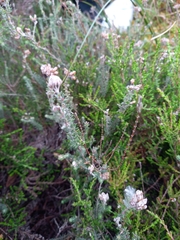 Erica tetralix