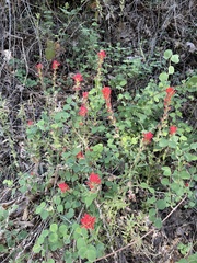 Castilleja martini martini