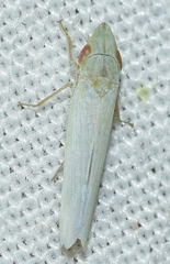 Pseudocephalelus bleusei